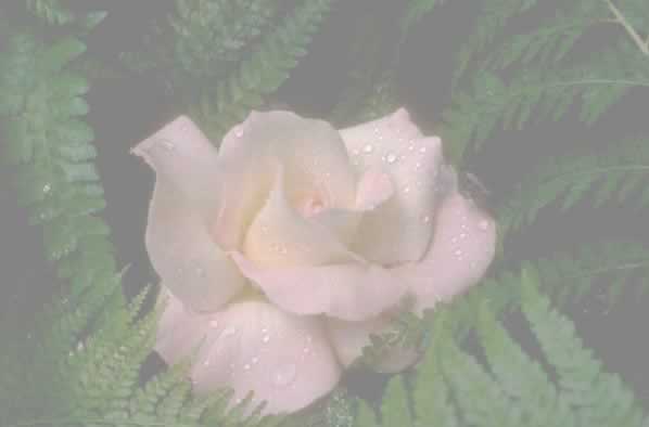 Picture of Rose