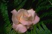 Image of Rose